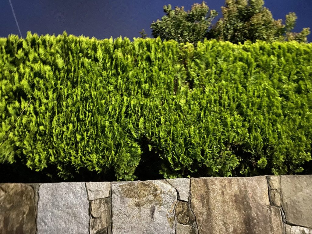 庭木で目隠しするなら2mの常緑樹がおすすめ！育てやすい樹種10選！剪定・伐採・草刈りなど庭手入れ専門造園業者植木屋smileガーデン