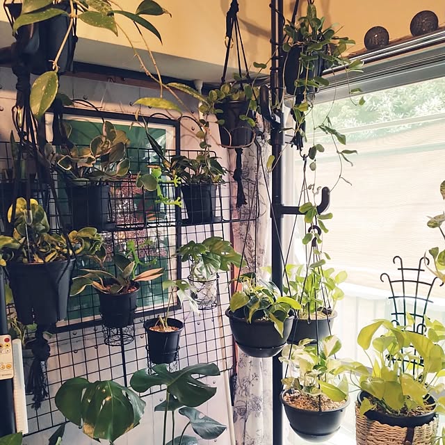 🌿観葉植物が増えすぎ問題 解決！🌿, 「置く場所ない！」「掃除のとき邪魔！」, そんな悩みを解決するために、突っ張り棚をDIYしてみた✨, ✅使ったアイテム：ラブリコ＋木材＋棚受け, ✅ 総額：26,864円でリビングがスッキリ！, ✅ メリット：掃除ラク＆床ベタベタ問題も解決！,しかも、まだまだ観葉植物が置ける😆, オススメの観葉植物あればコメントで教えてください！,