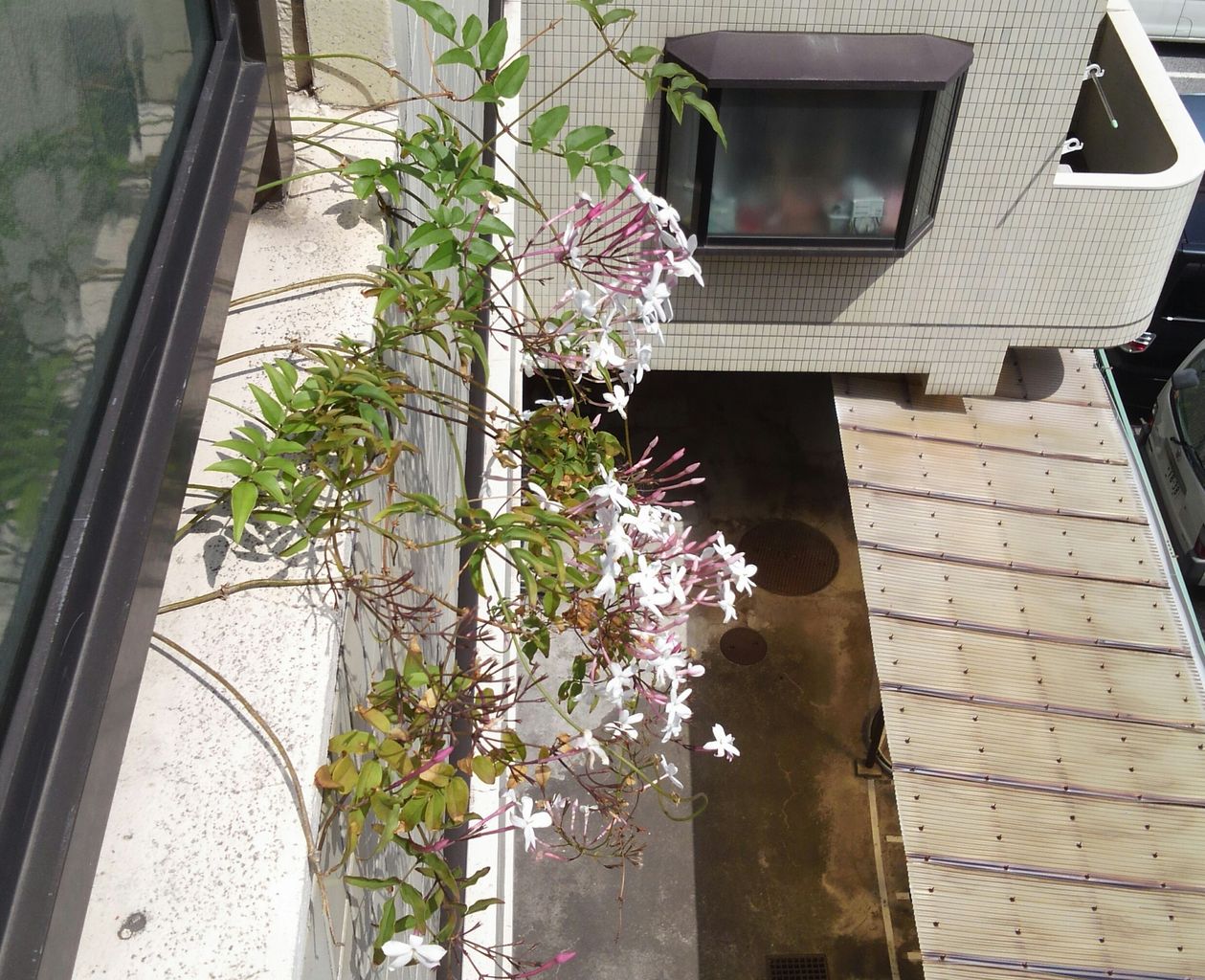 ハゴロモジャスミンハゴロモジャスミン ボタニカルインテリア マンション暮らし ベランダガーデン 部屋全体のインテリア実例 - 2022-04-2923:01:33RoomClip ルームクリップ