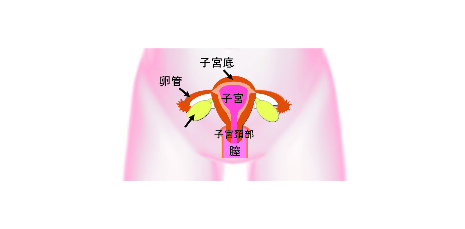 婦人科｜はしもと産婦人科