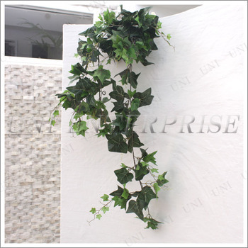 価格.com アイビーの育て方・通販