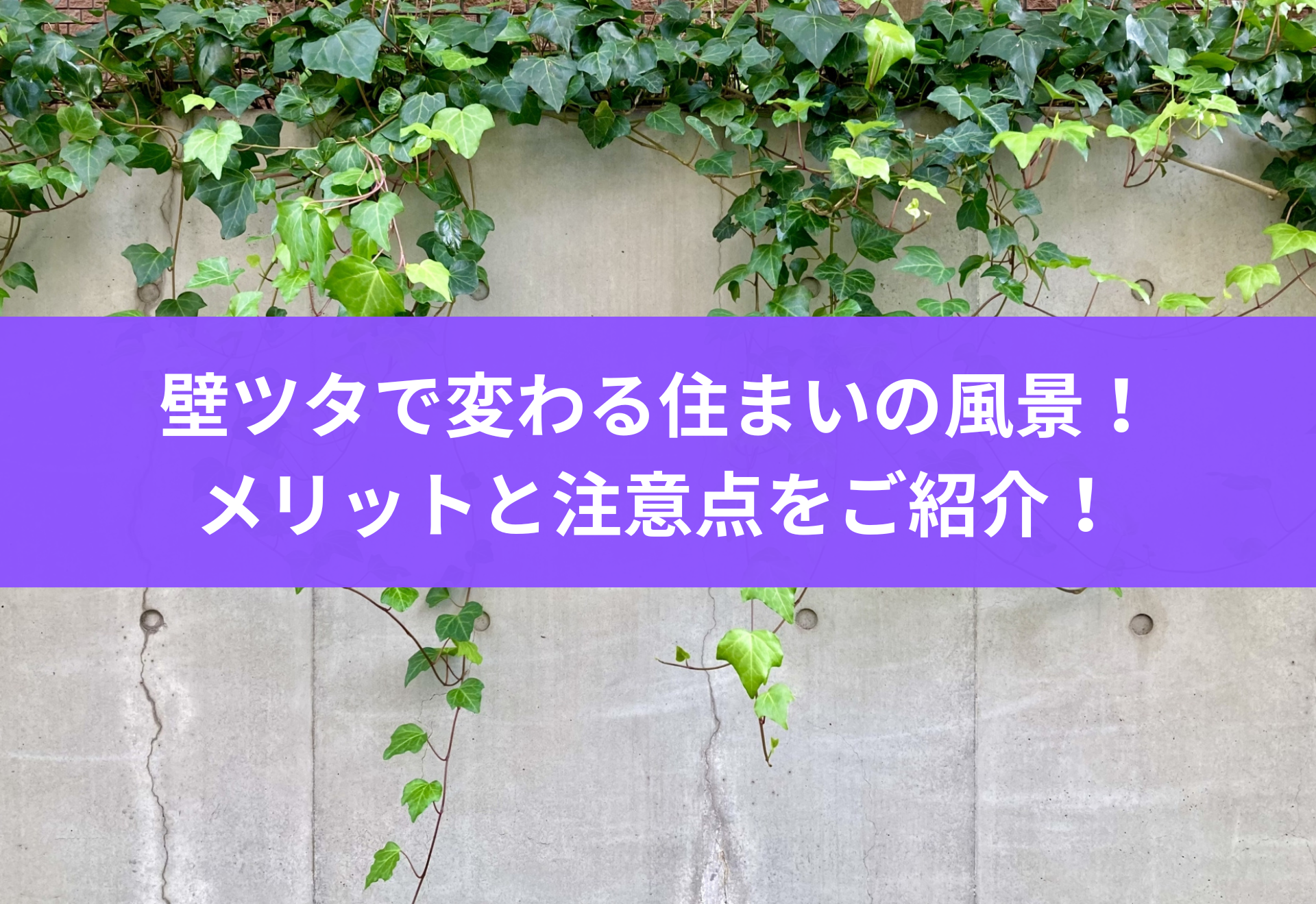 事前に必読！壁にツタを生やすメリット・デメリットとお洒落な育て方
