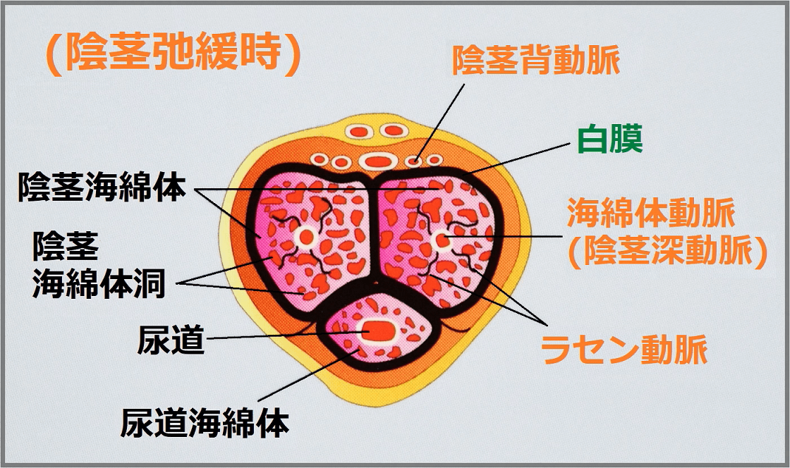 勃起力チェック】フル勃起時の角度や硬さ、持続時間からED診断｜薬の通販オンライン