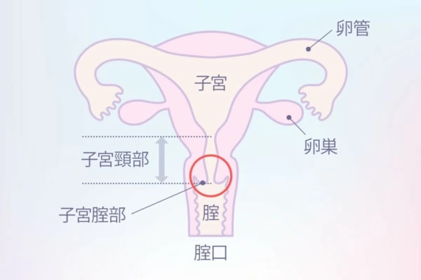 中イキってどんな感覚？開発方法・コツ・できない原因を産婦人科専門医が徹底解説！ | 腟ペディア（チツペディア）