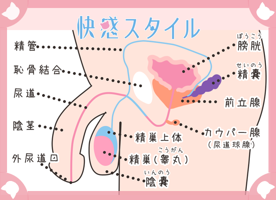 前立腺が気持ち良くなる私の感じ方 | アネロスジャパン |