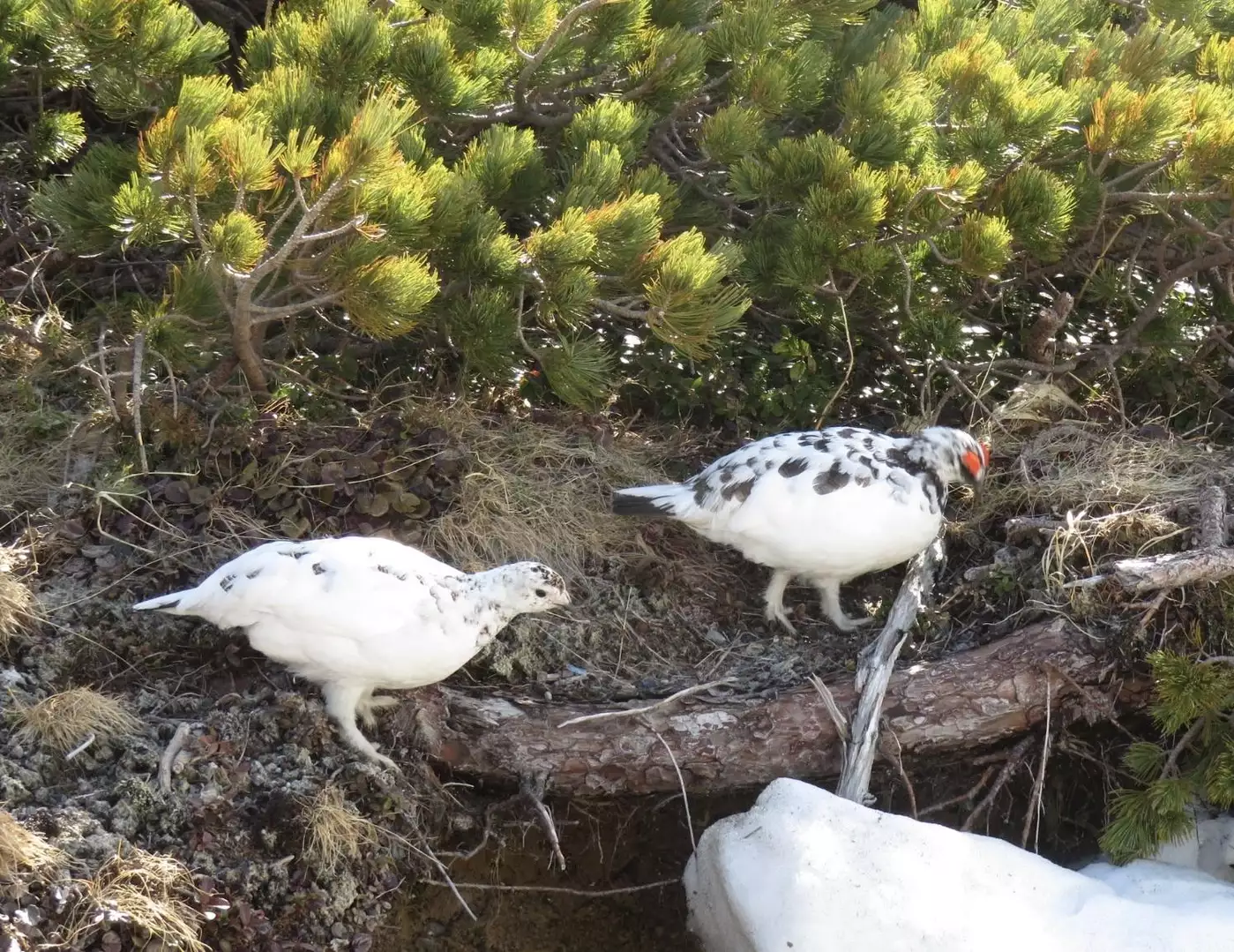 長野県でオススメの野鳥撮影スポット10選！観察できる種類や季節も解説 | GOOPASS ANIMAL