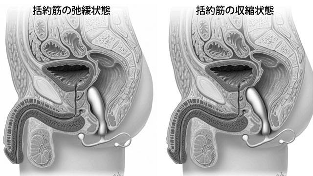 前立腺責めのやり方とコツ！気持ちいい前立腺マッサージの方法をイラストで解説