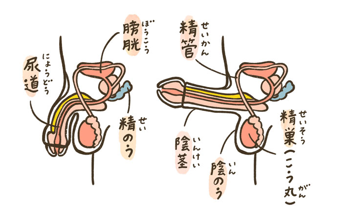 勃起力の維持方法と朝勃ち（朝立ち）を解説〜勃起は、すればするほど健康に良い！？〜 - TENGAヘルスケア プロダクトサイト