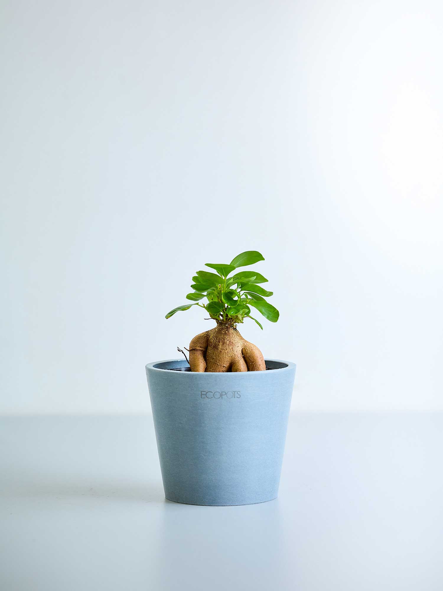 寝室の風水が全てわかる！観葉植物はNG？最強カラーは？徹底解説 – WASABI