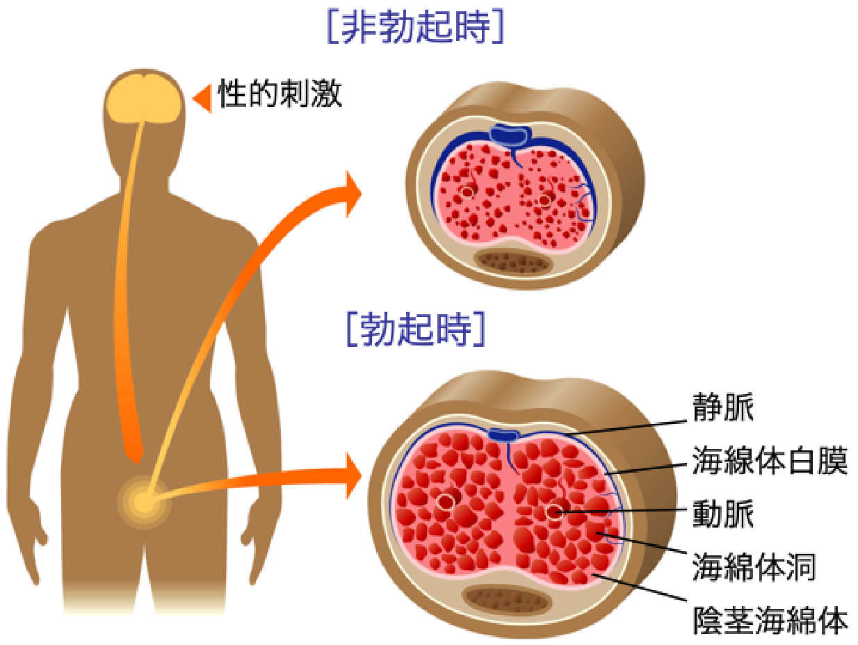 男性が仕事中に眠い時は勃つ！？ 簡単には席を立てない苦悩がそこにある | Omochiのぶちまけまくり