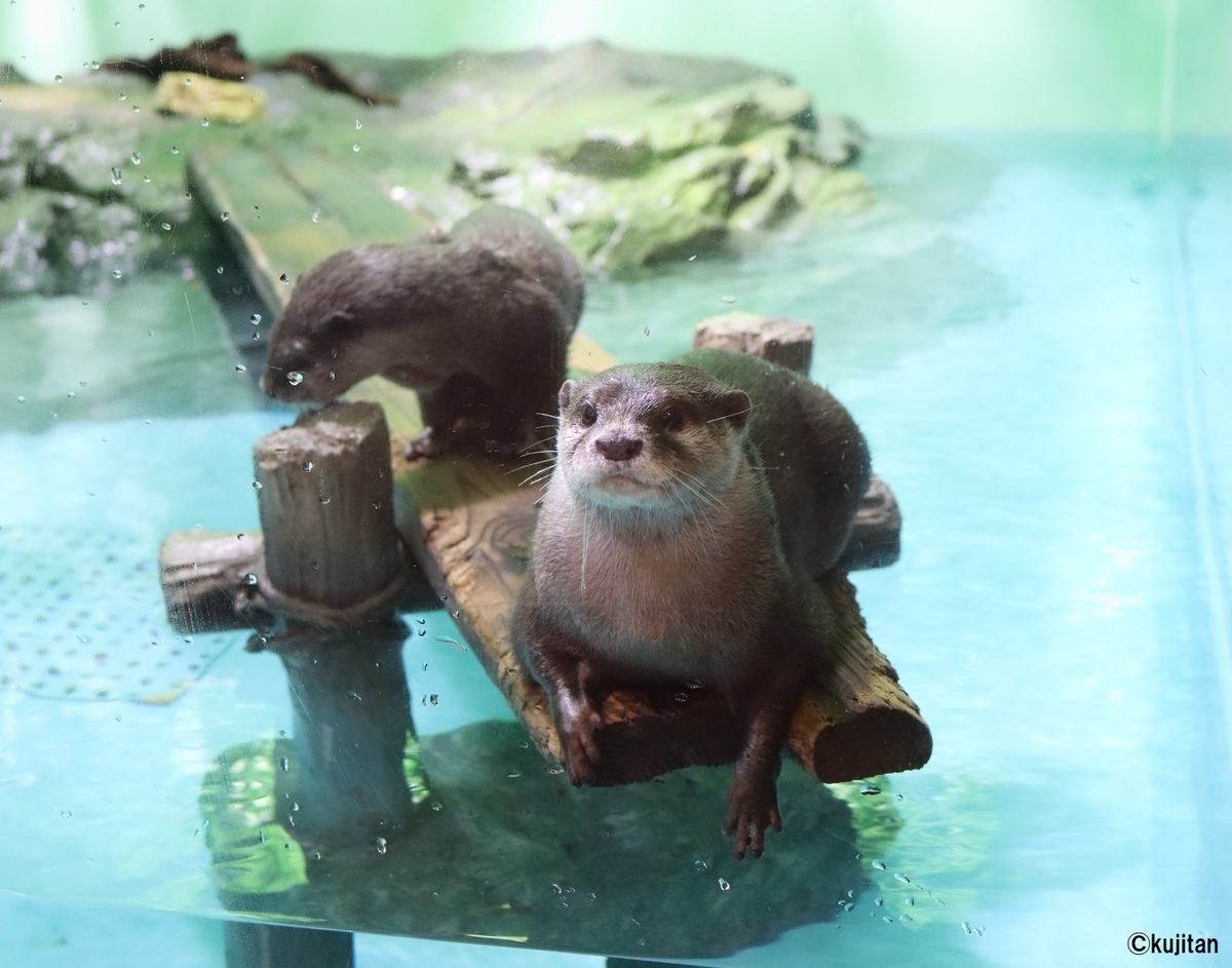 ここがおすすめ!日本の人気水族館スポット | まっぷるウェブ