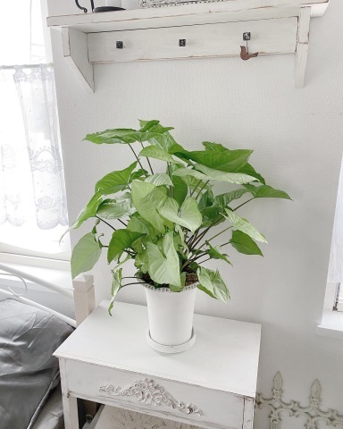 フェイクグリーン 白 ホワイト ミニ 小型 小さい 小さめ アレンジ リアル 人工観葉植物 造花 インテリア おしゃれ アスパラガススプレーC-F-1 : DIY インテリア 友安製作所 ヤフー店 - 通販 - Yahoo!ショッピング