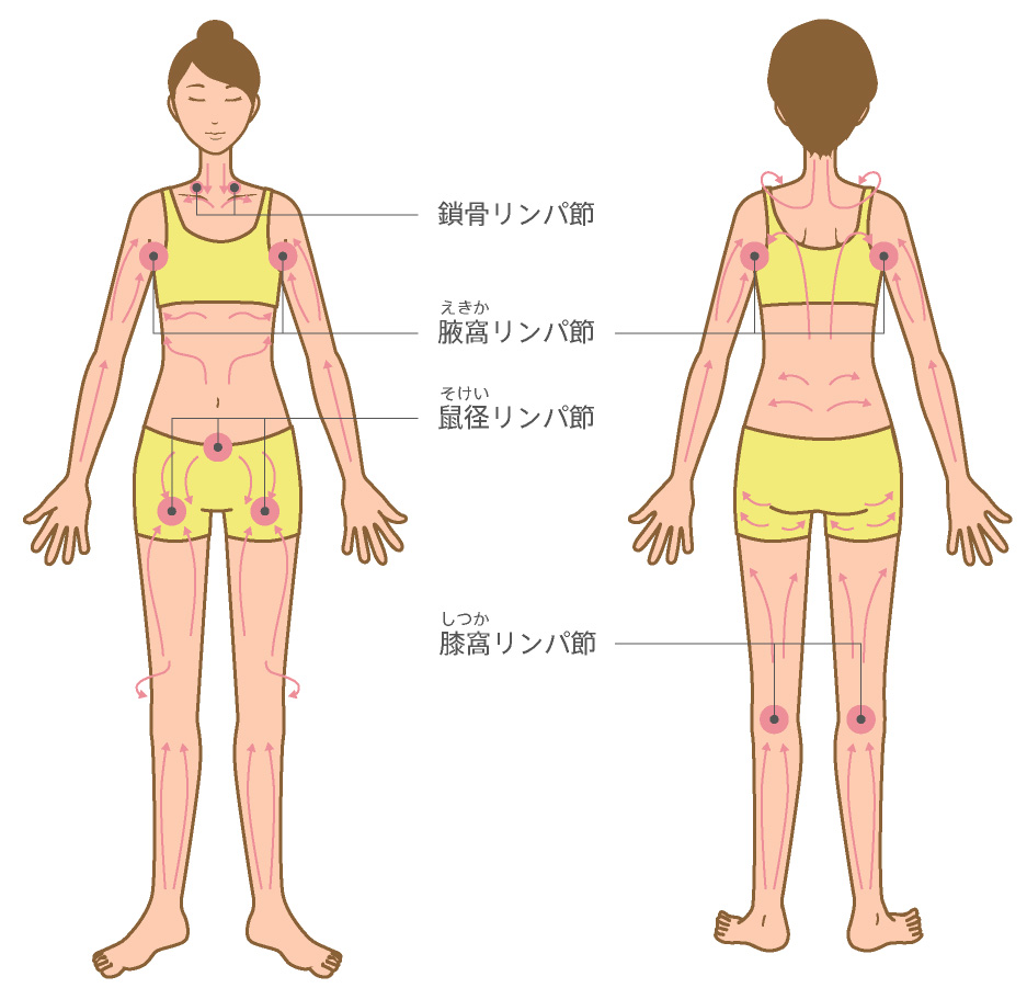 プロ監修】鼠径部リンパマッサージで、むくみのない、キレイな脚を目指す！｜コラム｜銀座ナチュラルタイム-銀座駅から徒歩1分の極上リンパマッサージ