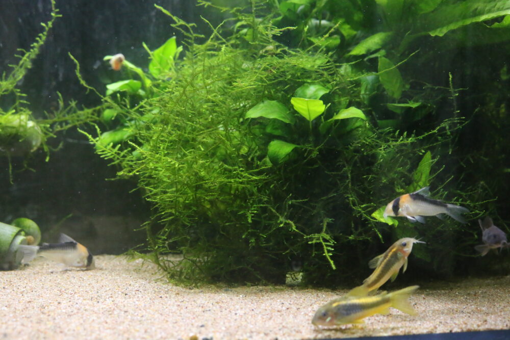 水草レイアウト60cm水槽の立ち上げ！石組み・流木組み・軽石を使った底床の方法Aqua24アクアリウム