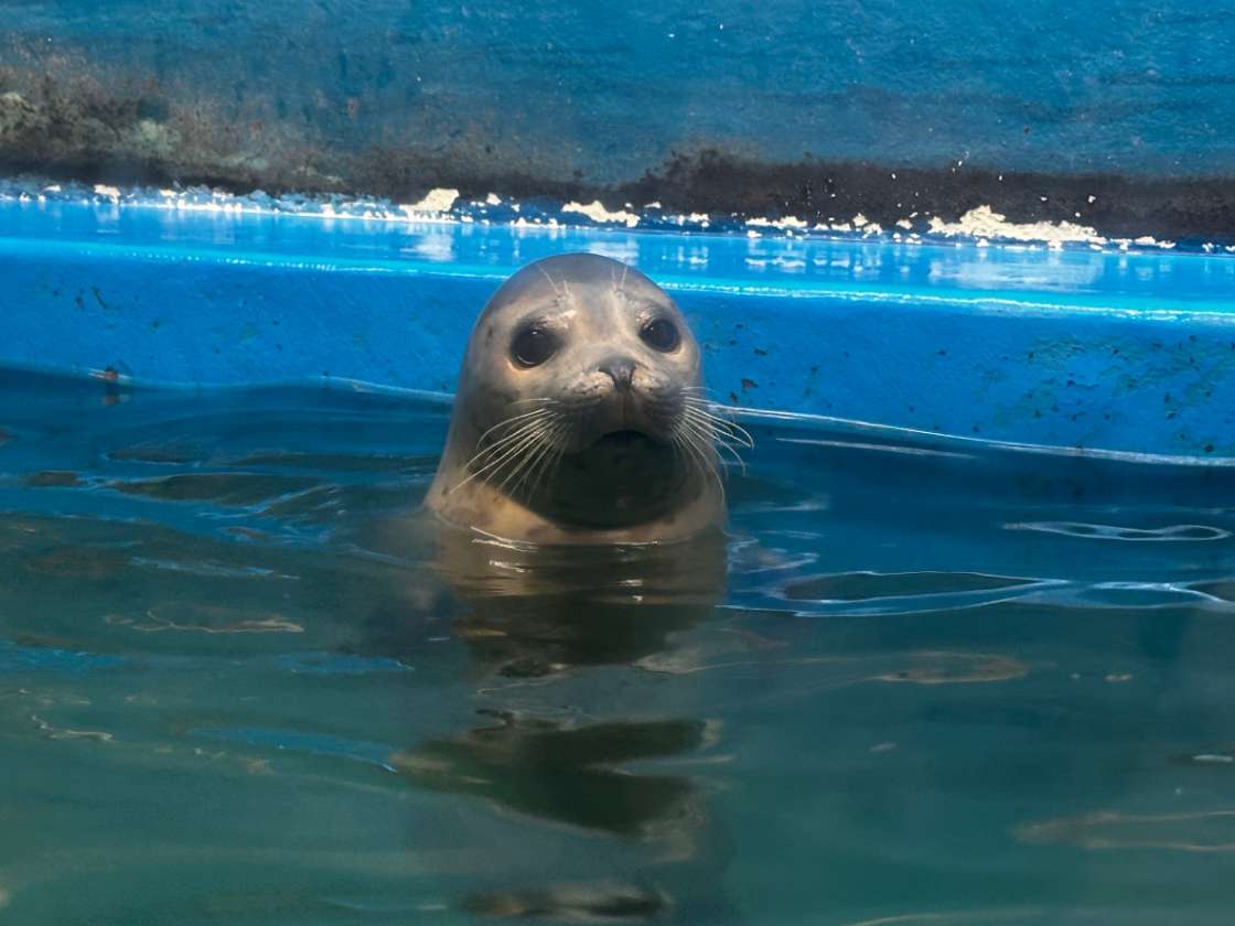 @sunpi_aquarium's video Tweet