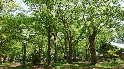 赤米がライトアップされてました 今日が赤米フェスタみたいですが天気どうかな？ 岡山県総社市・備中国分寺