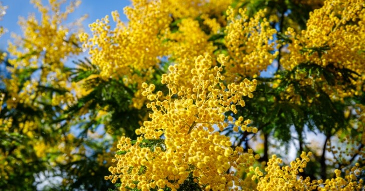 150円で買ったミモザの歩み日々よしなしごと