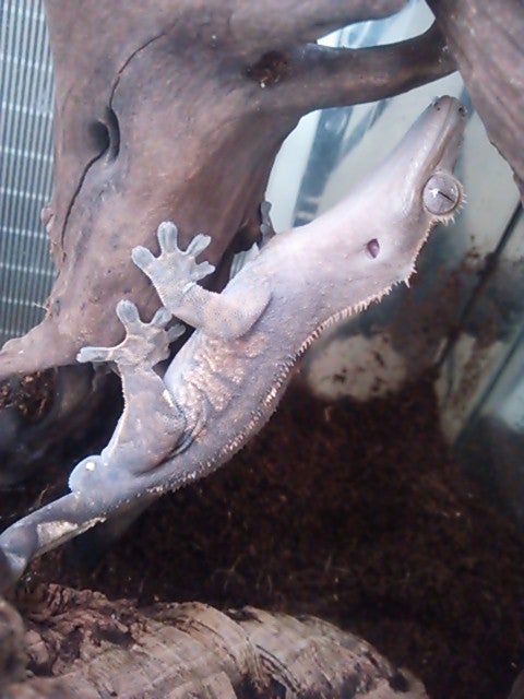 幻のヤモリ、クレステッドゲッコーが見つかった日」 〜絶滅したと思われていたクレスの知られざる物語〜 - エコロギ