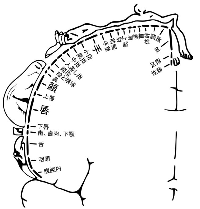 チクニーの気持ちいいやり方とは - メンズサイゾー