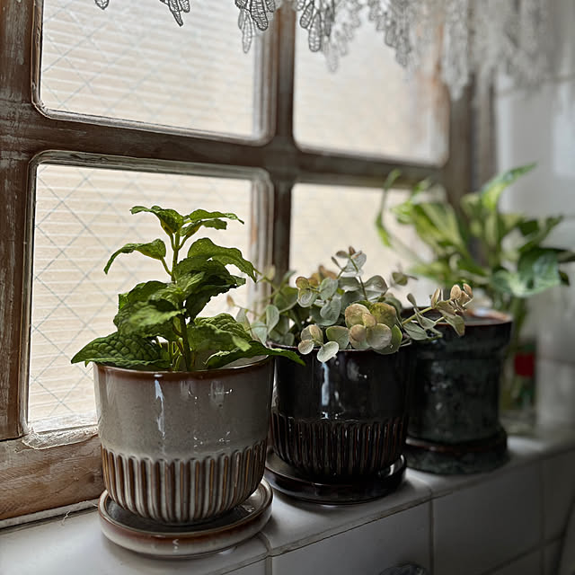 ローズマリーで棚をおしゃれに飾ろう GreenSnap グリーンスナップ