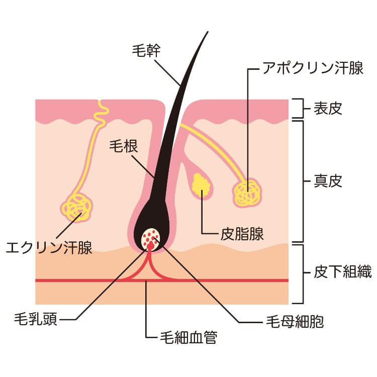 毛根がない髪は危険？毛根と抜け毛の関係をわかりやすく解説 | AGA・抜け毛・薄毛治療のAGAメディカルケアクリニック【公式】