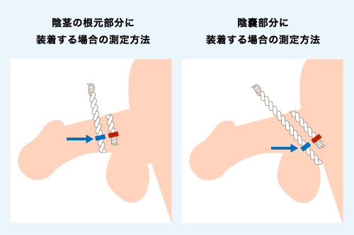 ペニスのサイズを正確に測る方法！太さと長さの測定法 - 恋愛の科学