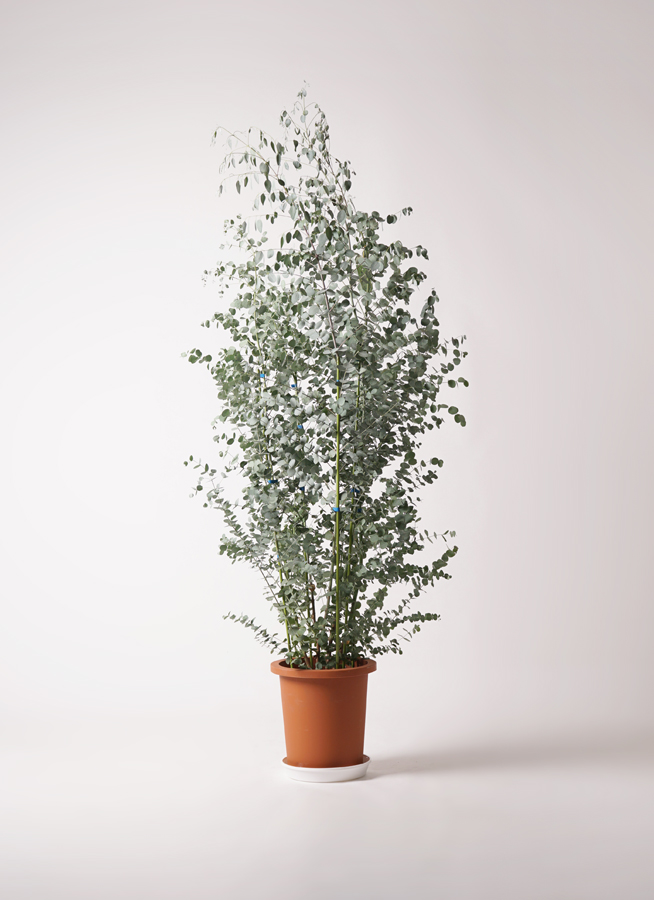 屋内 大型ユーカリ人工樹木鉢植え、家庭、オフィス、庭、屋内、屋外の装飾用の人工植物 人工樹木 HGJH フェイクグリーン 大型 1.9M 本物そっくりユーカリ 室内 玄関先 店舗 庭 リビング カフェ 事務所 コーナー置き飾 AmazonHGJH フェイクグリーン 大型 人工観葉植物