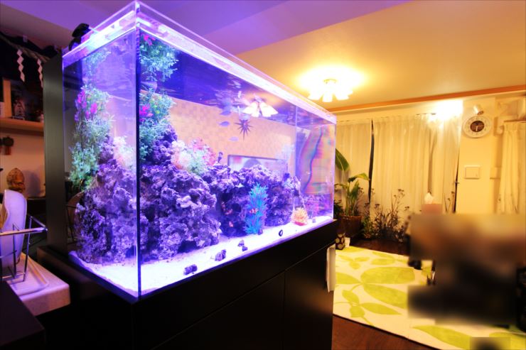 おしゃれな水槽 メダカ、金魚用 玄関やリビング向けのインテリア水槽のおすすめランキングわたしと、暮らし