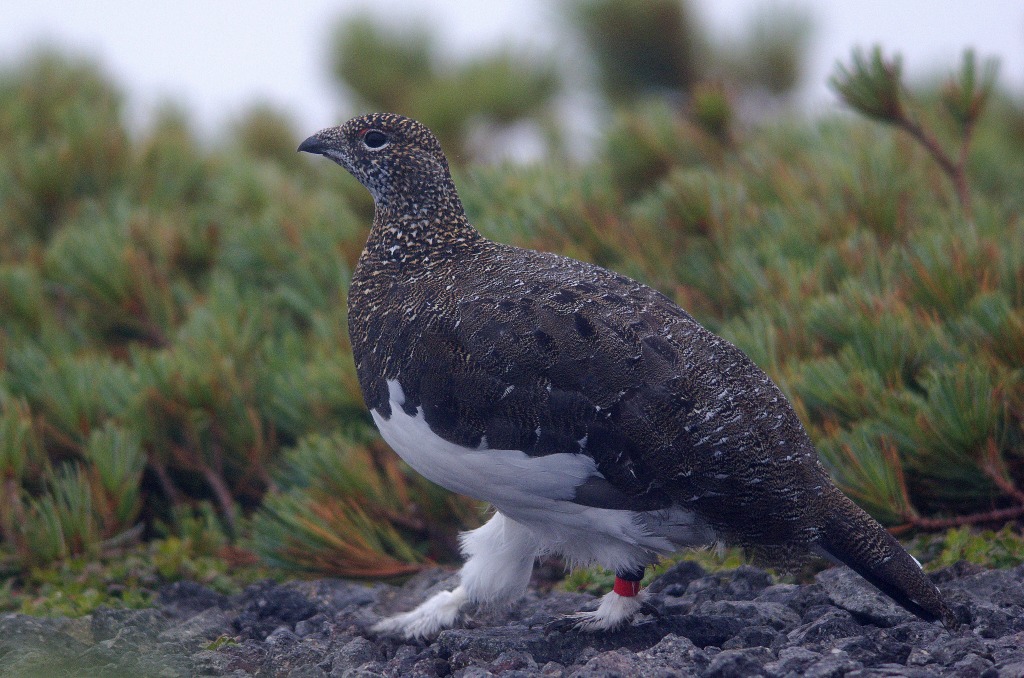 神の鳥“ニホンライチョウ”を絶滅から救え！｜SUNTORY（サントリー）