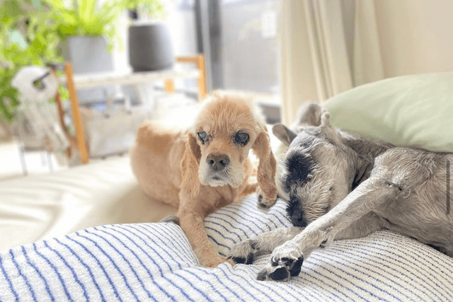 犬と暮らす家のアイデア集6選 豊富な事例で紹介