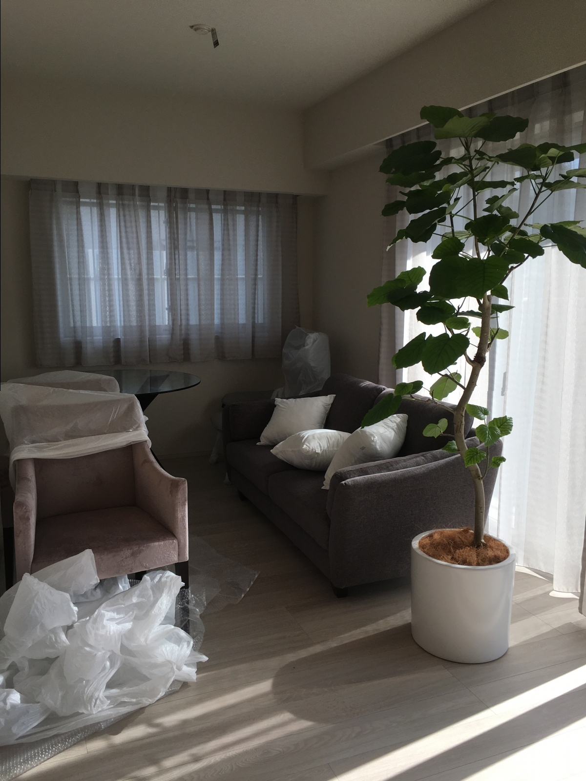 初心者必見！室内で育てやすい観葉植物おすすめ28選