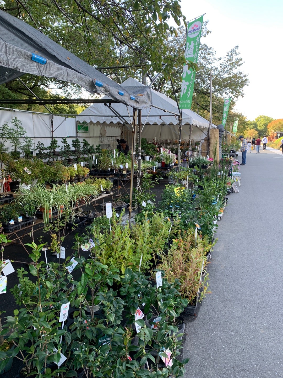 大阪・長居植物園のキンモクセイはいつ？長居公園にギンモクセイ | 旅のすすめ～思い出作りのために