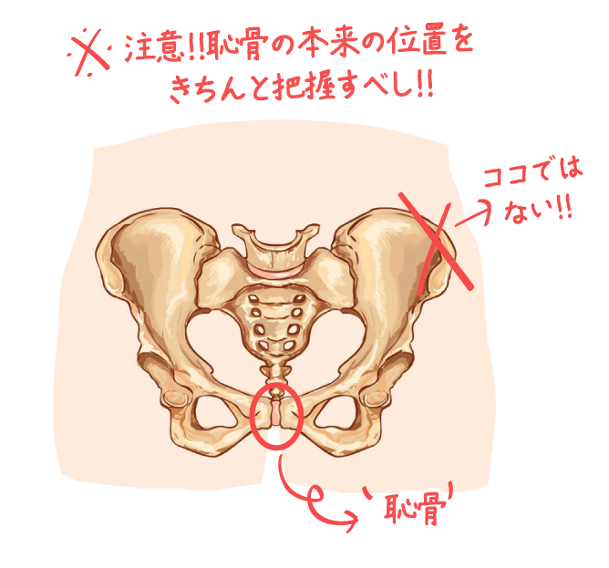 カリ高の方が気持ち良い？カリ高の測り方や定義となる方法7つ | STERON