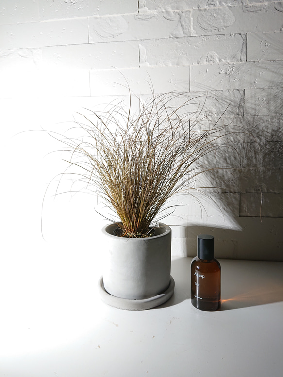 カレックス オシメンシス エベレスト 2.5〜3号ポット苗 寄せ植え 花壇 鉢植え お洒落 おしゃれ 可愛い かわいい 花 苗 初心者 カラーリーフ