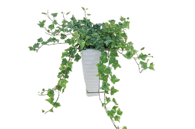 風水でオススメ！観葉植物15選と置き方wanipost