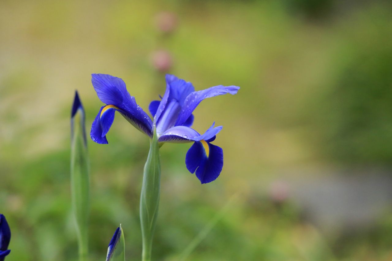 カキツバタ（杜若） – 季節と花言葉｜FORTUNE NOTE