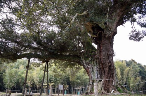 本郷弓町のクス 東京都文京区本郷1丁目28番32号 の写真素材9804966- PIXTA