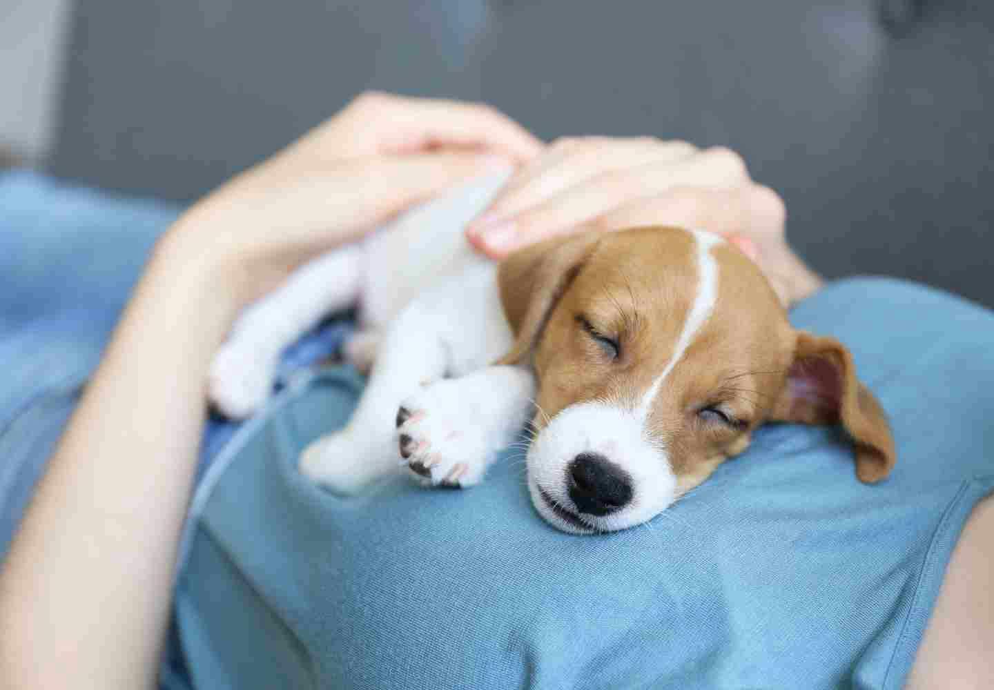 うつ伏せで足を伸ばしている犬[02322004412]の写真・イラスト素材｜アマナイメージズ