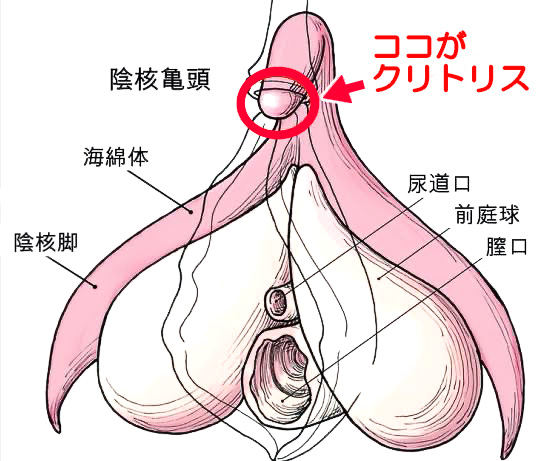 小陰唇の形や大きさの平均は？正しい位置とともに肥大化のセルフチェックを解説｜スワンクリニック銀座