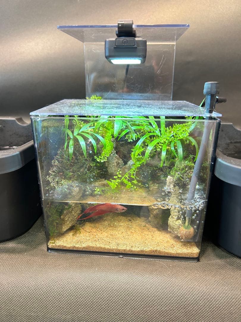 ダイソー水槽の大きめサイズが出たので使って立ち上げてみた 100均アクアリウム④ 四角型水槽