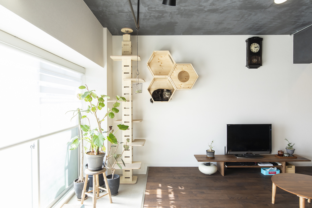 観葉植物のレイアウトを紹介！部屋別の飾り方や置き方のコツまで – 東京寿園