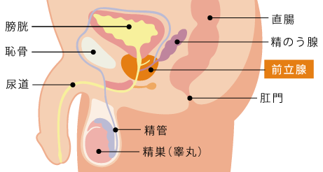 精子が尿に混じらない理由とは？】 | 松戸市五香｜泌尿器科・内科・皮膚科・美容皮膚科｜くぼたクリニック松戸五香