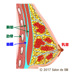 胸を揉まれると女性は気持ちいいの？ スペンス乳腺で「胸イキ」する方法を伝授 | DRESS