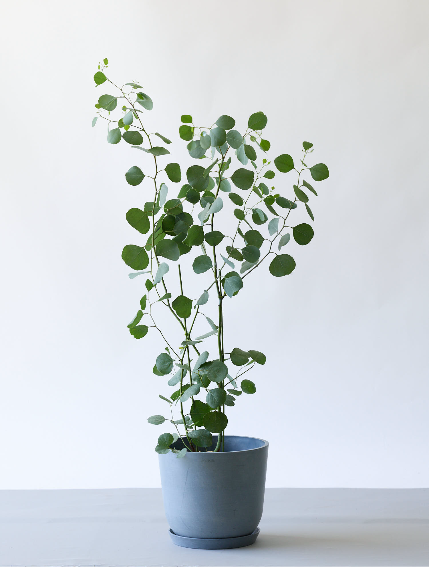 ユーカリ・ポポラスの育て方剪定や植え替え、鉢植えのコツを紹介となりのカインズさん