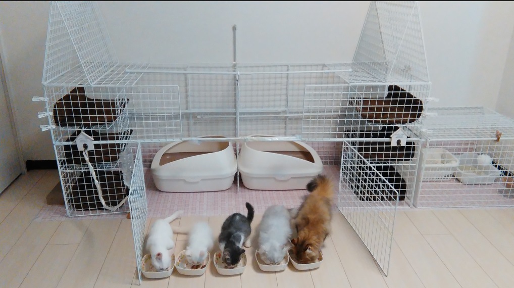 猫の部屋のレイアウトのコツ・注意点を解説！賃貸でも猫と暮らす方法は？タスクル