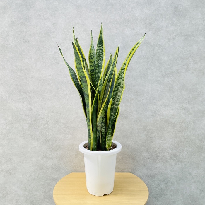 株分けしたサンスベリア・ローレンティの植え替えウチデグリーンUCHI de GREEN