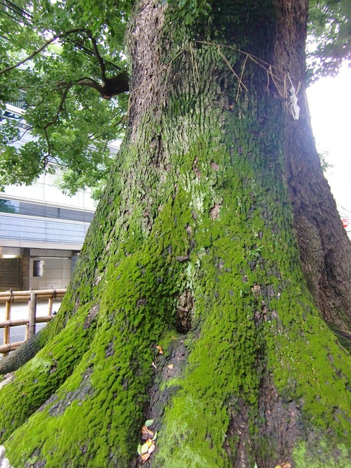 東京都文京区、本郷弓町のクスノキです！！ - ビーズうさぎのハナちゃんです
