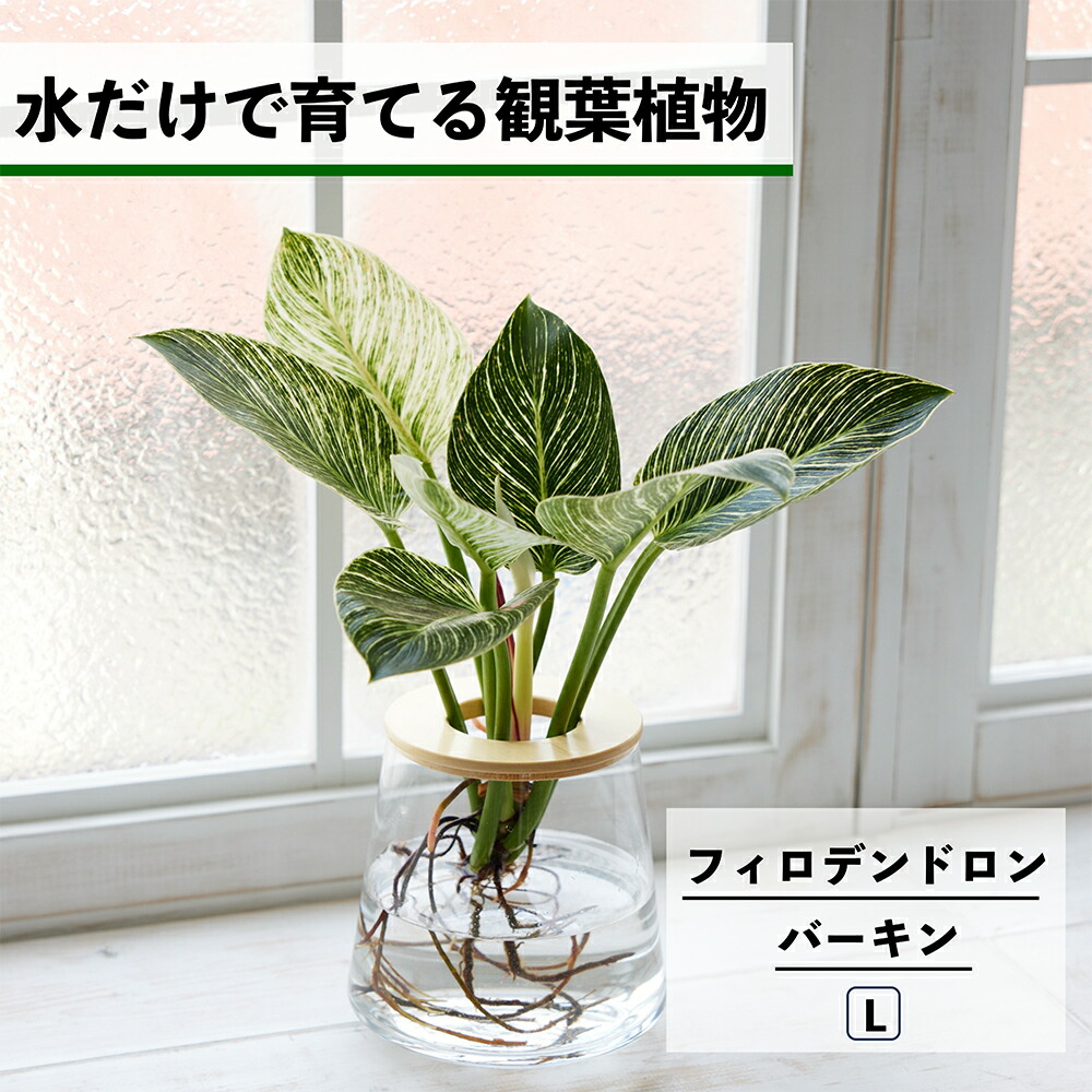 フィロデンドロンの風水的にいい置き場所はバーキンやセロームで違う