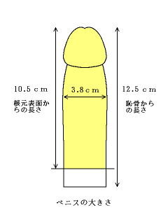 男性器の大きさについて｜大東製薬工業株式会社