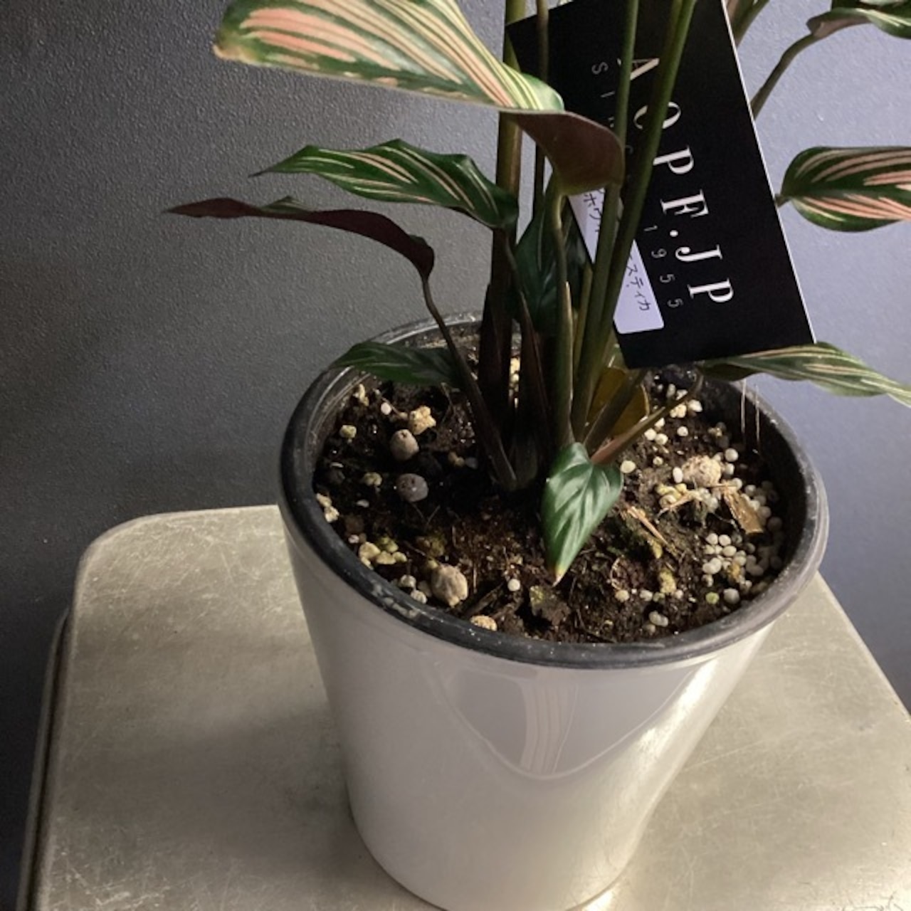 お得なセット商品 ミニ観葉植物インテリアグリーンショップ NANOHA観葉植物・祝花・アレジメントフラワー